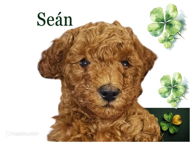 Irish Doodle, house trained – Irish Doodle puppy for sale in Redmond, WA