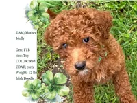 Sinéad - Toy Irish Doodle - puppy trained, a female Irish Doodle for sale in Covington, WA – 8 of 8