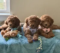 Irish Doodle, house trained, a male Irish Doodle for sale in Redmond, WA – 5 of 9