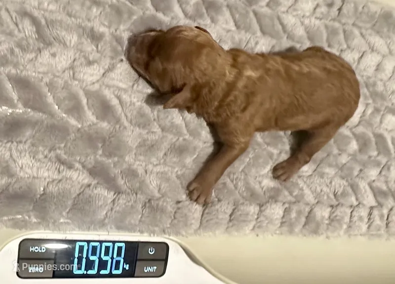 Cherry – English Goldendoodle, Miniature Goldendoodle puppy for sale in Cedar Park, TX