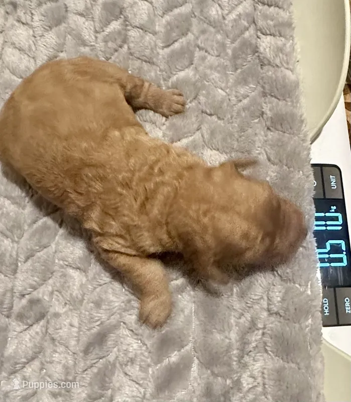 Marvin – English Goldendoodle, Miniature Goldendoodle puppy for sale in Cedar Park, TX