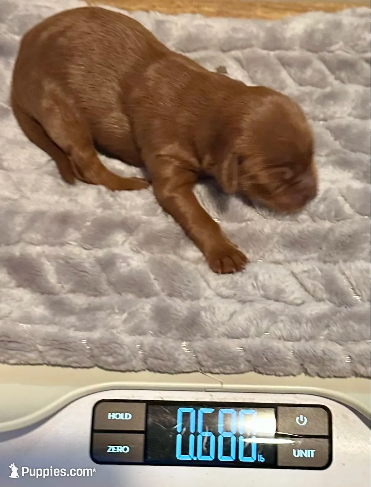 Mini Goldendoodle, a female Irish Doodle and Miniature Goldendoodle for sale in Cedar Park, TX – 1 of 2