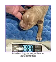 Raindrop, a male English Goldendoodle and Miniature Goldendoodle for sale in Cedar Park, TX – 1 of 4