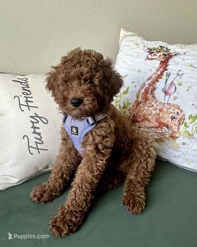 Irish Doodle,  house trained – Irish Doodle puppy on hold in Cedar Park, TX