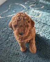 Seán, a male Irish Doodle for sale in Covington, WA – 3 of 7