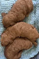 Sinéad - Toy Irish Doodle - puppy trained, a female Irish Doodle for sale in Covington, WA – 3 of 8