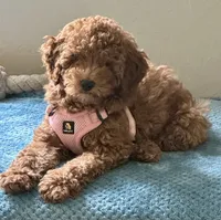 Irish Doodle, house trained, a female Irish Doodle for sale in Redmond, WA – 2 of 9