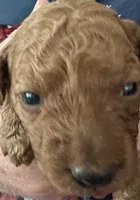 Sean, a male Irish Doodle for sale in Grove, OK – 4 of 4