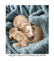 Raindrop, a male English Goldendoodle and Miniature Goldendoodle for sale in Cedar Park, TX – 2 of 4