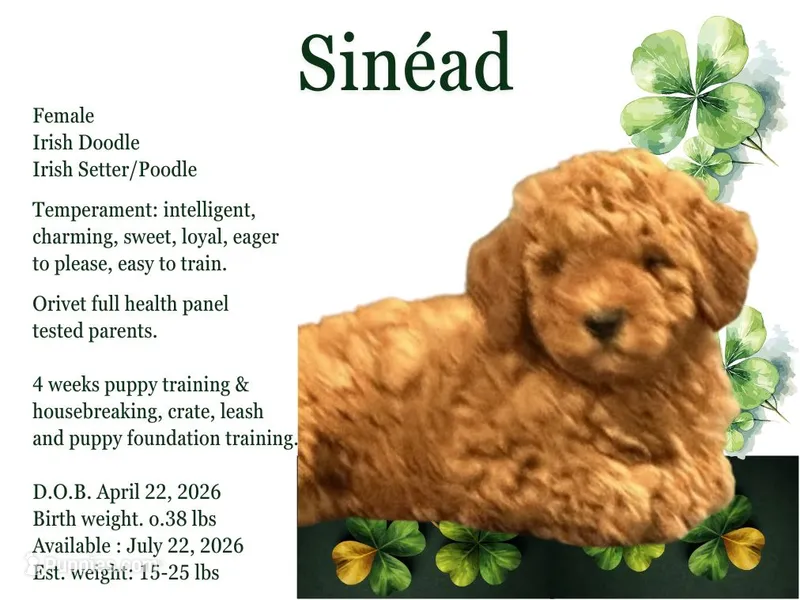 Sinéad – Irish Doodle puppy for sale in Covington, WA