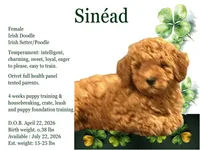 Sinéad - Toy Irish Doodle - puppy trained, a female Irish Doodle for sale in Covington, WA – 1 of 8
