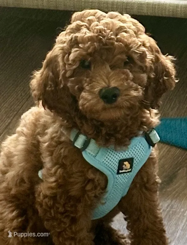 Irish Doodle - Sweetest Boy ever – Irish Doodle puppy for sale in Cedar Park, TX