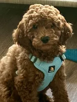 Irish Doodle, house trained, a male Irish Doodle for sale in Redmond, WA – 4 of 9