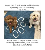 Arrow, a male English Goldendoodle and Miniature Goldendoodle for sale in Cedar Park, TX – 4 of 4