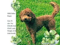 Róisín - Toy Irish Doodle - puppy trained, a female Irish Doodle for sale in Covington, WA – 3 of 3