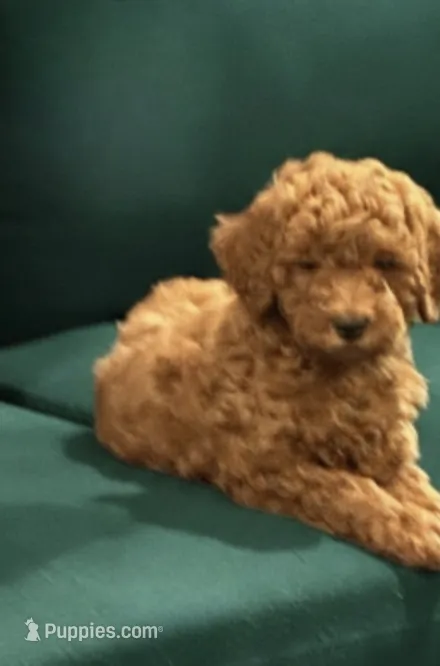 Sean – Irish Doodle puppy for sale in Grove, OK