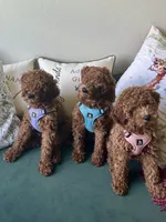 Irish Doodle,  house trained, a female Irish Doodle for sale in Redmond, WA – 5 of 8