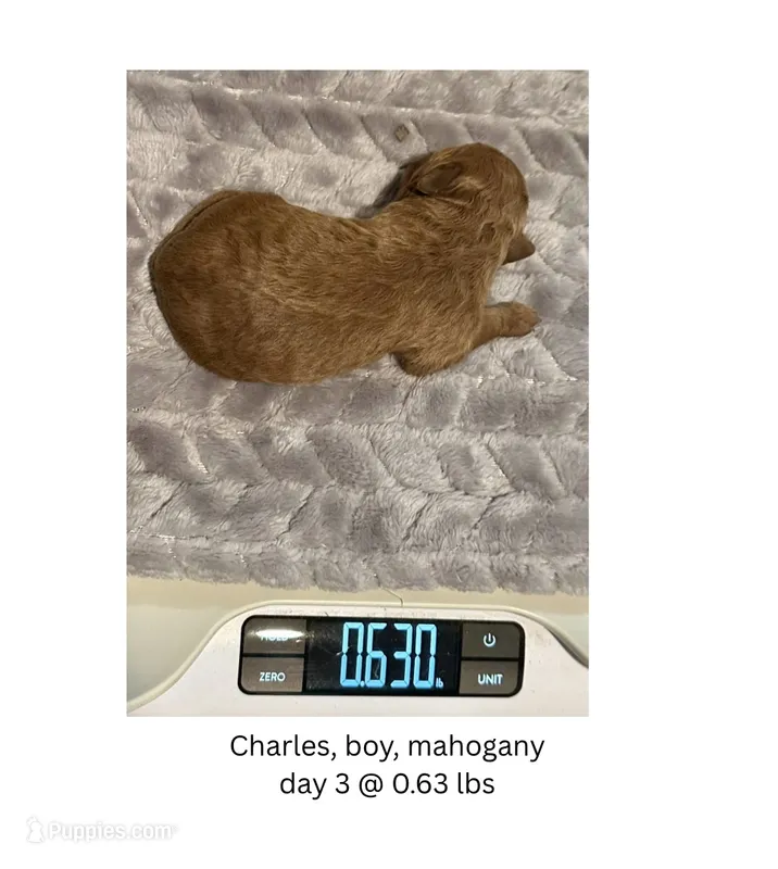 Charles – English Goldendoodle, Miniature Goldendoodle puppy for sale in Cedar Park, TX