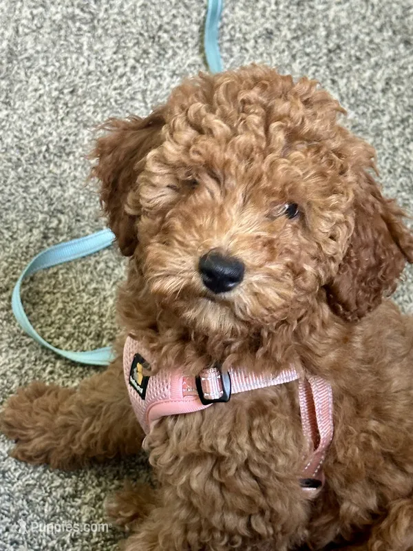 Irish Doodle, house trained – Irish Doodle puppy for sale in Redmond, WA