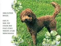 Seán, a male Irish Doodle for sale in Covington, WA – 7 of 7
