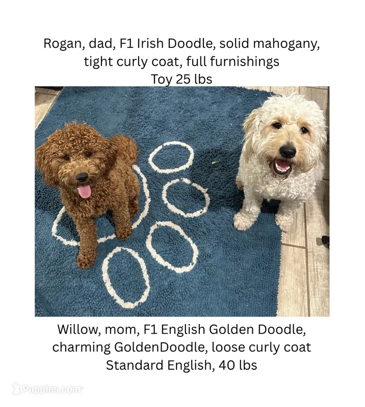 Happy – English Goldendoodle, Miniature Goldendoodle puppy for sale in Cedar Park, TX