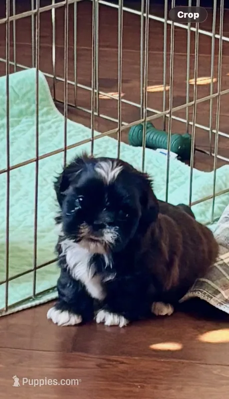 Male AKC parents Imperial – Shih Tzu puppy for sale in Macomb Township, MI