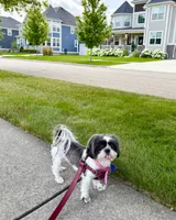 Female AKC, a female Shih Tzu for sale in Macomb, MI – 9 of 10