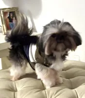 AKC approved breeder tea cup , a male Shih Tzu for sale in Fowlerville, MI – Photo 1 of 2