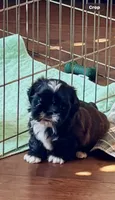 Imperial male, a male Shih Tzu for sale in Macomb Township, MI – 5 of 7