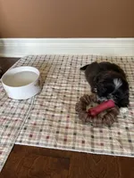 Male AKC parents Imperial, a male Shih Tzu for sale in Macomb Township, MI – 6 of 9