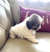 Tiny Angel AKC parents, a female Shih Tzu for sale in Macomb Township, MI – 7 of 10