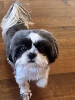 Female AKC, a female Shih Tzu for sale in Macomb, MI – 4 of 10