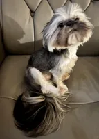 4.7lbs Dolby markings AKC, a male Shih Tzu for sale in Fowlerville, MI – Photo 4 of 4