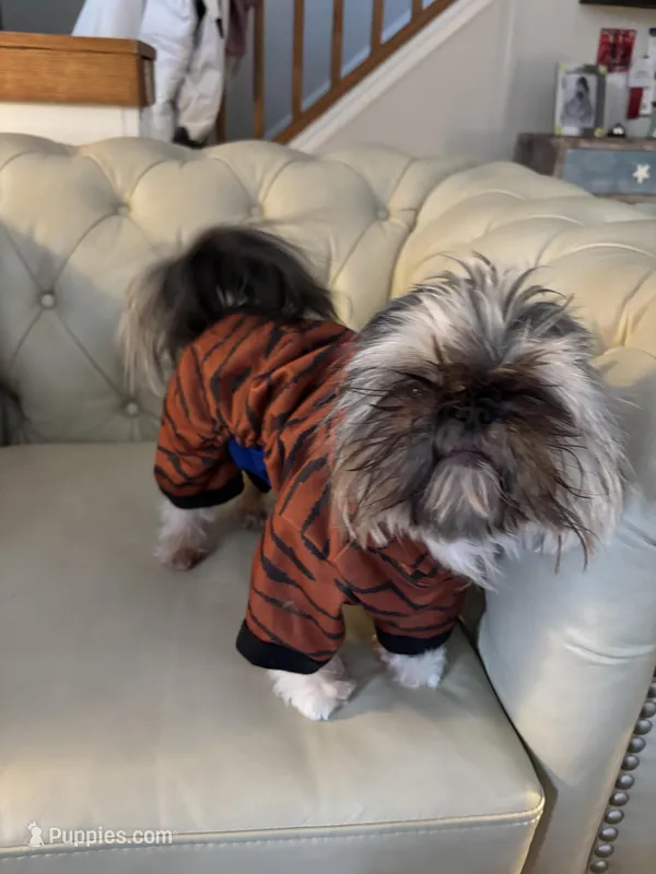 4.7lbs Dolby markings AKC – Shih Tzu puppy for sale in Fowlerville, MI