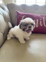 Tiny Angel AKC parents, a female Shih Tzu for sale in Macomb Township, MI – 9 of 10