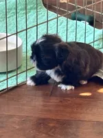 Imperial male, a male Shih Tzu for sale in Macomb Township, MI – 6 of 7