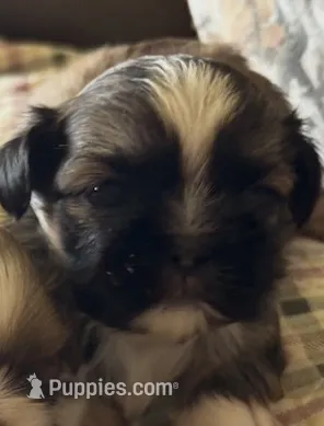 AKC Male – Shih Tzu puppy for sale in Macomb Township, MI