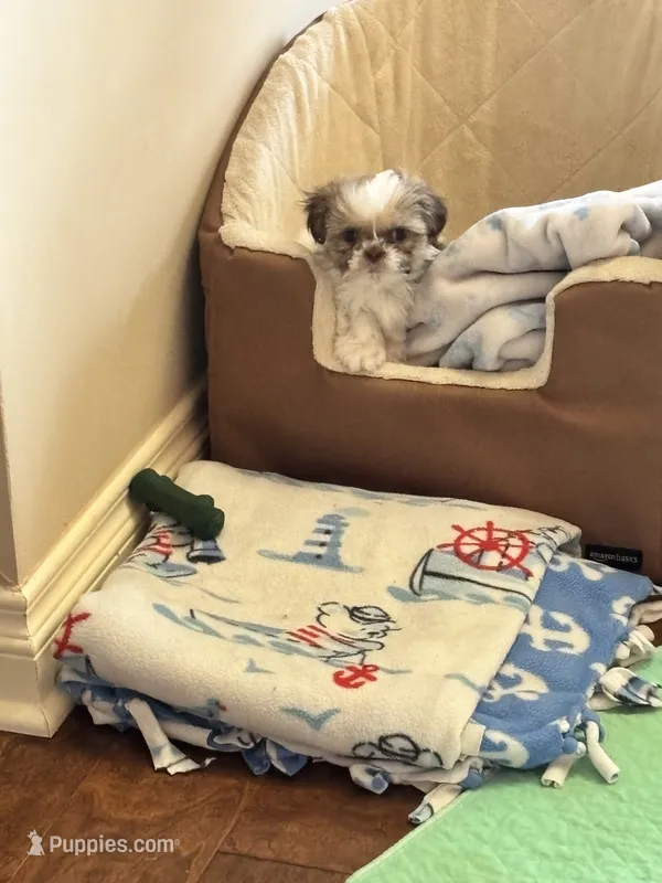 Tiny Angel AKC parents – Shih Tzu puppy for sale in Macomb Township, MI