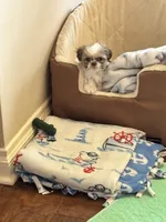 Tiny Angel AKC parents, a female Shih Tzu for sale in Macomb Township, MI – 1 of 10
