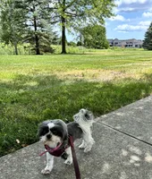 Female AKC, a female Shih Tzu for sale in Macomb, MI – 10 of 10