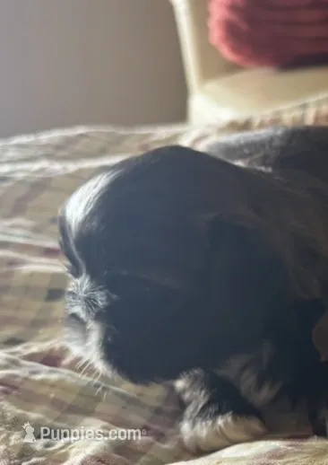 AKC Boy – Shih Tzu puppy for sale in Macomb Township, MI