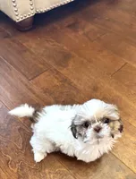 Tiny Angel AKC parents, a female Shih Tzu for sale in Macomb Township, MI – 10 of 10