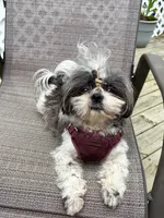 Female AKC, a female Shih Tzu for sale in Macomb, MI – 5 of 10