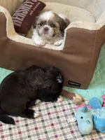 Male AKC parents Imperial, a male Shih Tzu for sale in Macomb Township, MI – 2 of 9