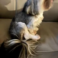 4.5lb. Tea Cup, a male Shih Tzu for sale in Fowlerville, MI – Photo 4 of 7