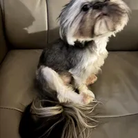 4.5lb. Tea Cup, a male Shih Tzu for sale in Fowlerville, MI – Photo 3 of 7