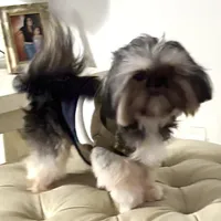 4.5lb. Tea Cup, a male Shih Tzu for sale in Fowlerville, MI – Photo 2 of 7