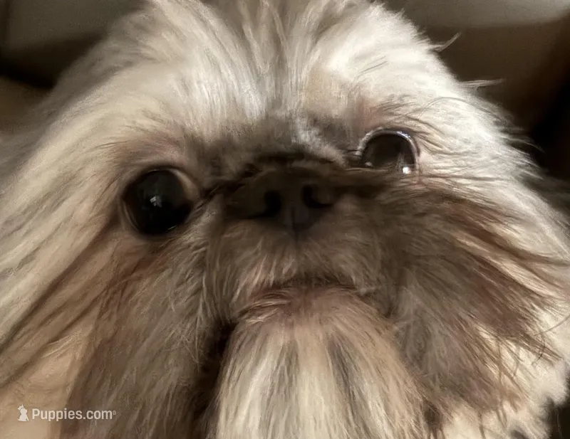 4.5lb. Tea Cup – Shih Tzu puppy for sale in Fowlerville, MI