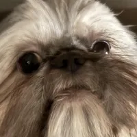 4.5lb. Tea Cup, a male Shih Tzu for sale in Fowlerville, MI – Photo 1 of 7