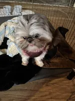 4.5lb. Tea Cup, a male Shih Tzu for sale in Fowlerville, MI – Photo 7 of 7